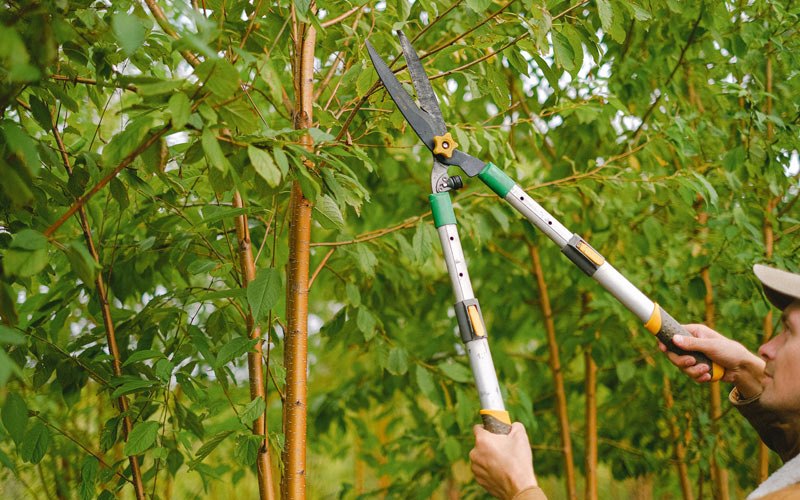 Tree trimming in Hensley, WV